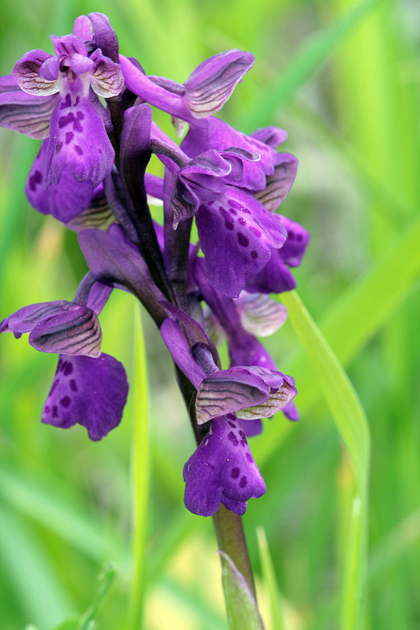 Orchidee della Majella